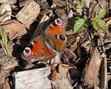 Dagpauwoog / Peacock Butterfly