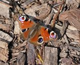 Dagpauwoog / Peacock Butterfly
