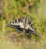 Corsicaanse Koninginnenpage / Corsican Swallowtail