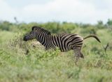 Sebra / Common Zebra