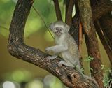 Blouaap / Vervet Monkey