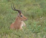 Rooibok / Impala