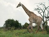 Kameelperd / Giraffe