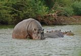 Seekoei / Hippo