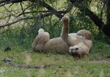 Leeu / Lion