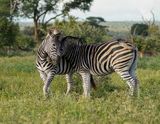 Sebra / Common Zebra