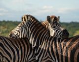 Sebra / Common Zebra