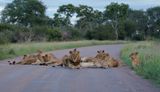 Leeu / Lion