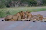 Leeu / Lion