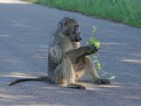 Kaapse bobbejaan / Cape Baboon