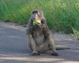 Kaapse bobbejaan / Cape Baboon