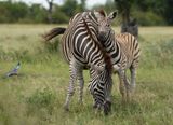 Sebra / Common Zebra