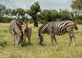 Sebra / Common Zebra