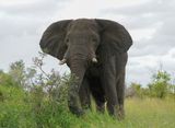 Savanne-olifant / African Elephant