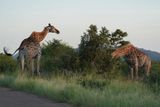 Kameelperd / Giraffe