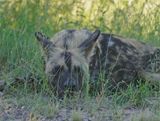 Wildehond / Wild Dog