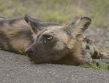 Wildehond / Wild Dog