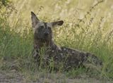 Wildehond / Wild Dog