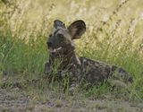 Wildehond / Wild Dog