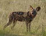 Wildehond / Wild Dog