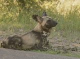 Wildehond / Wild Dog