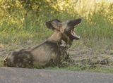 Wildehond / Wild Dog