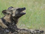 Wildehond / Wild Dog