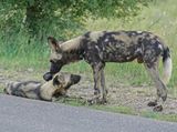 Wildehond / Wild Dog
