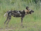 Wildehond / Wild Dog