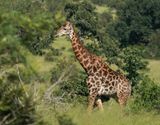 Kameelperd / Giraffe