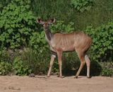 Koedoe / Greater Kudu