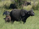 Buffel / African Buffalo
