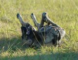 Wildehond / Wild Dog