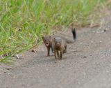 Dwergmuishond / Dwarf Mongoose
