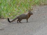Dwergmuishond / Dwarf Mongoose