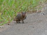 Dwergmuishond / Dwarf Mongoose