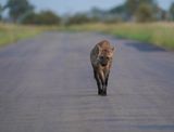 Gevlekte Hiëna / Spotted Hyena