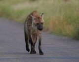 Gevlekte Hiëna / Spotted Hyena