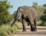 Savanne-olifant / African Elephant
