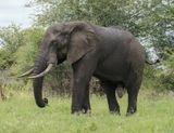 Savanne-olifant / African Elephant
