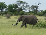 Savanne-olifant / African Elephant