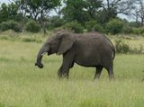 Savanne-olifant / African Elephant