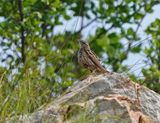 Gestreepte Koester/ Striped Pipit