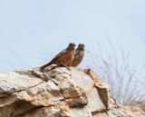 Kaapse Kliplyster / Cape Rock Thrush