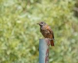 Kaapse Kliplyster / Cape Rock Thrush