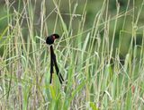 Rooikeelflap / Red-collared Widowbird