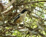 Tropiese Waterfiskaal / Tropical Boubou