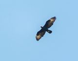 Witkruisarend / Verreauxs Eagle