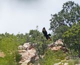 Witkruisarend / Verreauxs Eagle