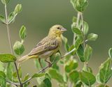 Swartkeelgeelvink / Southern Masked Weaver